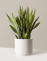 Snake Plant Zeylanica