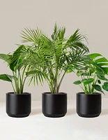 Tropical Trio