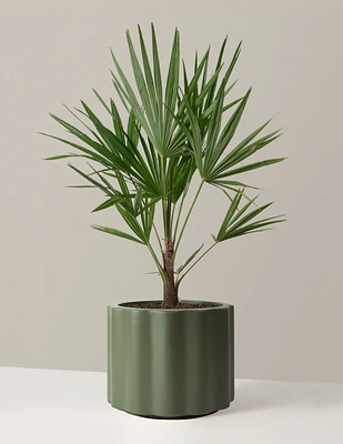 Large Windmill Palm