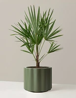 Large Windmill Palm
