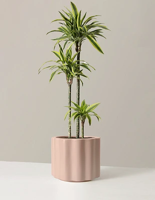 Large Dracaena Lemon Lime