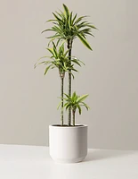 Large Dracaena Lemon Lime