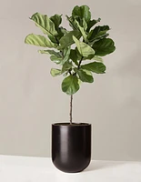 Fiddle Leaf Fig