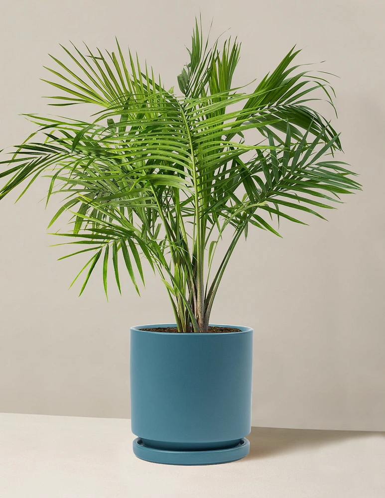 Large Majesty Palm