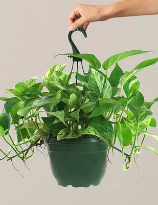 Pothos Marble Queen