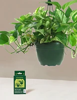 Pothos Marble Queen