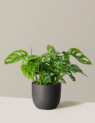 Monstera Adansonii