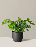 Monstera Adansonii