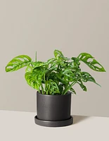 Monstera Adansonii