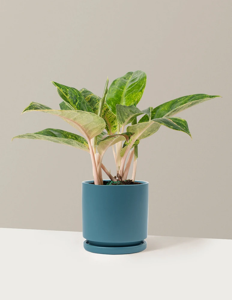 Aglaonema Green Papaya