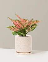 Aglaonema Wishes