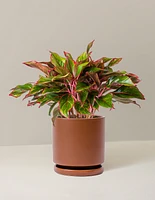 Aglaonema Siam