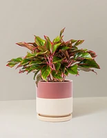 Aglaonema Siam