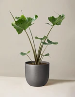 Alocasia Stingray