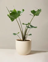 Alocasia Stingray