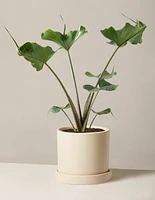 Alocasia Stingray