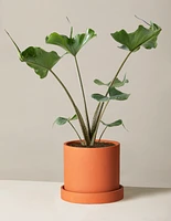 Alocasia Stingray