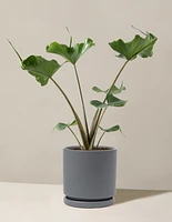 Alocasia Stingray