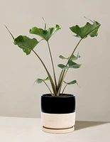 Alocasia Stingray