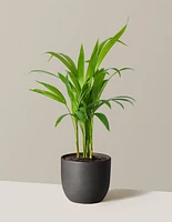 Areca Purifying Palm
