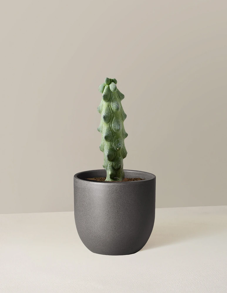 Boobie Cactus