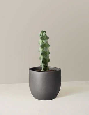 Boobie Cactus