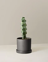 Boobie Cactus