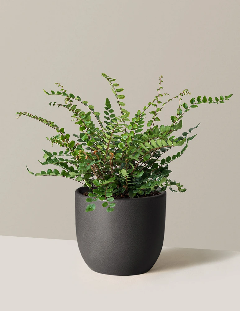 Button Fern