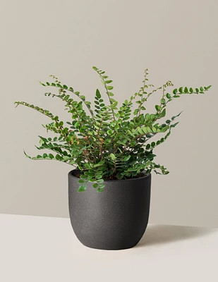 Button Fern