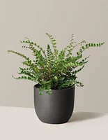 Button Fern