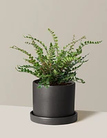 Button Fern