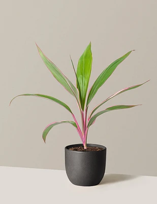 Cordyline Pink Diamond