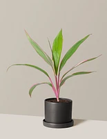 Cordyline Pink Diamond