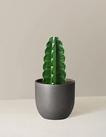 Cuddly Cactus