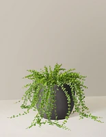 Dischidia