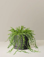 Dischidia