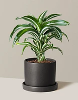 Dracaena Jewel Jade