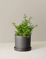 Elephant Bush Prosperity Plant