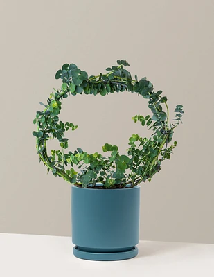 Potted Live Eucalyptus Hoop