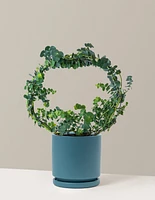 Potted Live Eucalyptus Hoop