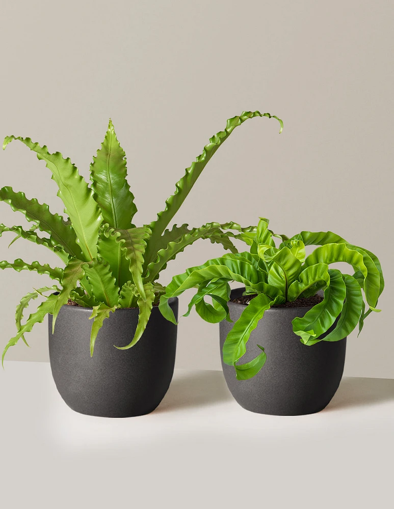Fern Friends Duo