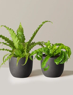 Fern Friends Duo