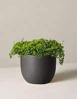 String of Frogs