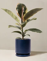 Ficus Tineke