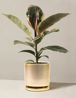 Ficus Tineke