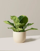 Fiddle Leaf Fig