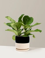 Fiddle Leaf Fig