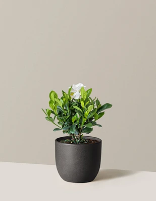 Gardenia Bush