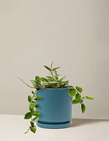 Hoya Carnosa Tricolor