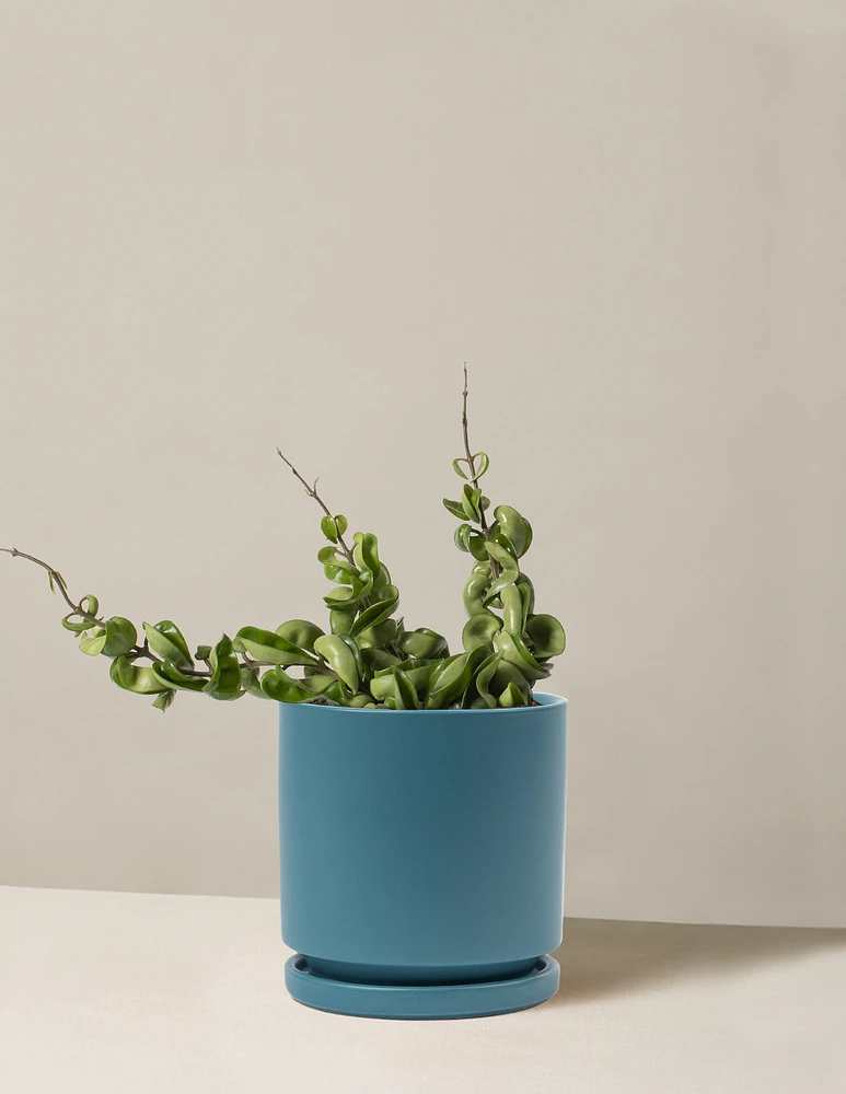 Hoya 'Rope'